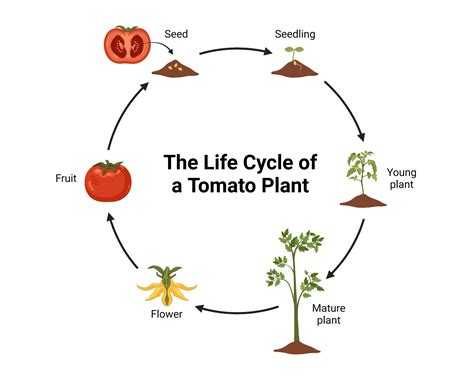 The Life Cycle Of A Tomato Plant Biorender Science Templates