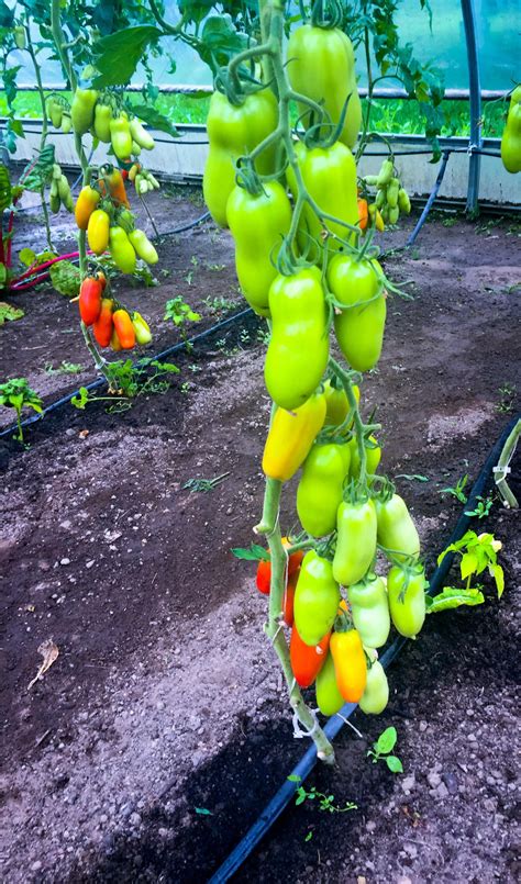 Roma Tomatoes Rgardening