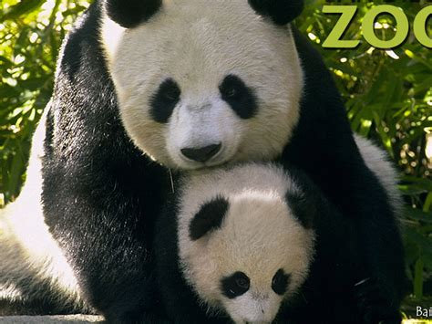 Panda And Baby The Animal Kingdom Wallpaper 1139252 Fanpop