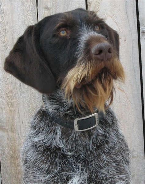 Drathaar Dog Bird Hunting Hunting Dogs German Wirehaired Pointer