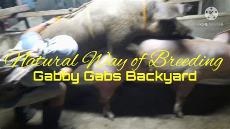 Natural Way Of Breeding Pigs Youtube