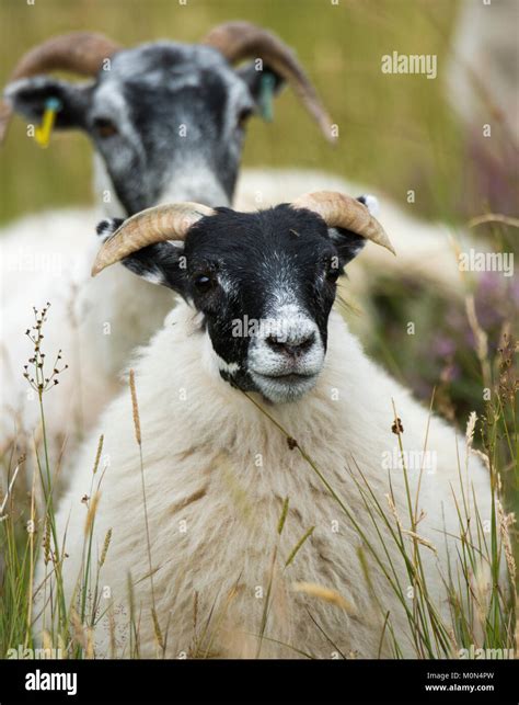 Scottish Blackface Sheep Stock Photo Alamy