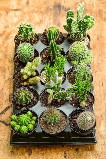 10 especies de cactus y plantas suculentas fáciles de mantener y cultivar » el horticultor. 10 tipos de cactus pequeños que te enamoraràn - Id Plantae