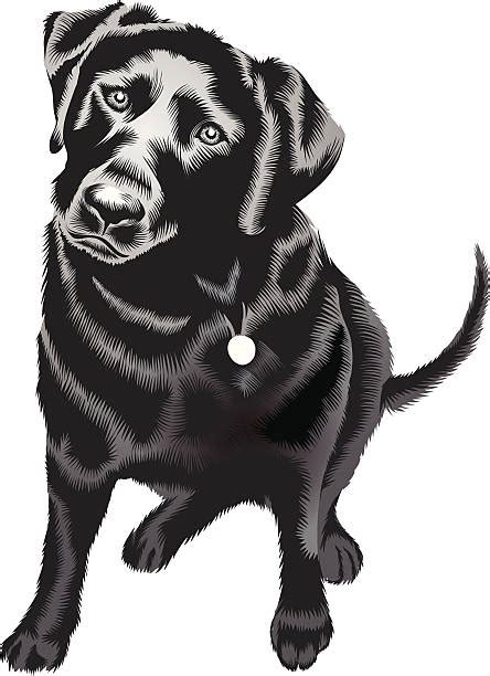 Labrador Retriever Illustrations Royalty Free Vector Graphics And Clip