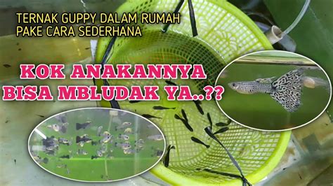 CARA TERNAK IKAN GUPPY DI DALAM RUMAH BANYAK ANAKANNYA PADAHAL CUMA