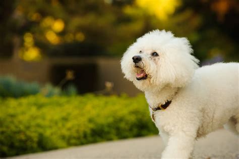 Bichon Frise Great Pet Care