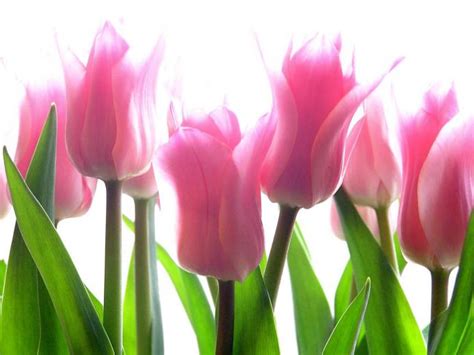 Free Download Purple Tulips Flowers Wallpaperswallpapers Screensavers