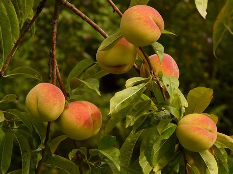 Peaches Peach Tree Malum Persicum · Free Photo On Pixabay
