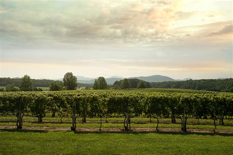 Venture Out Into Virginia Wine Country