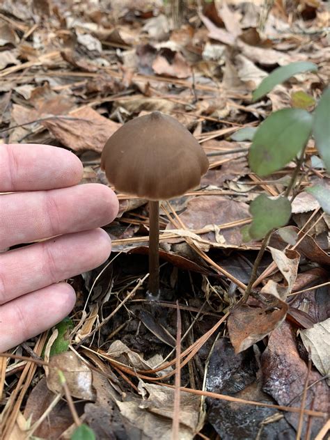 Couple Ids North Georgia Mushroom Hunting And Identification