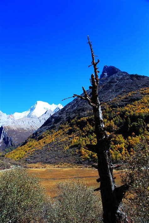 Daocheng Yading A National Level Nature Reserve In China Stock Image