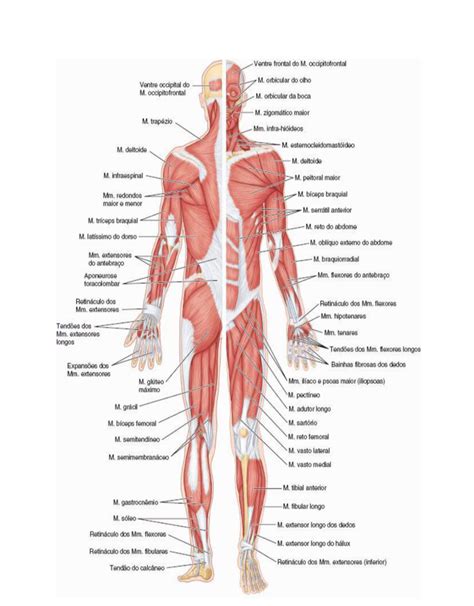 Sistema Muscular Estudos Anatomia Do Corpo Humano Anatomia Corpo My