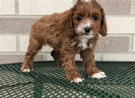 All pups leave our ranch with a health guarantee, current vaccinations, worming program started, a head to toe well health exam, a microchip, a small bag of pup food, and a scented blanket. Cockapoo Puppies For Sale | Columbus, OH #275259 | Petzlover