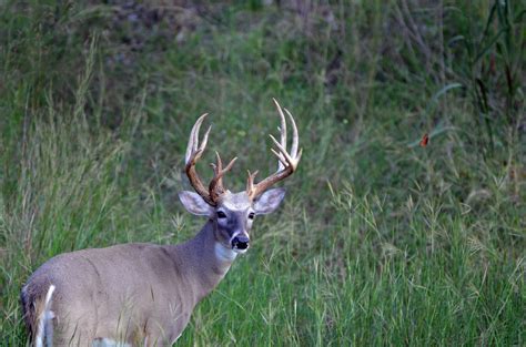 Texas Whitetail Deer Hunts In Hill Country Rancho Madrono