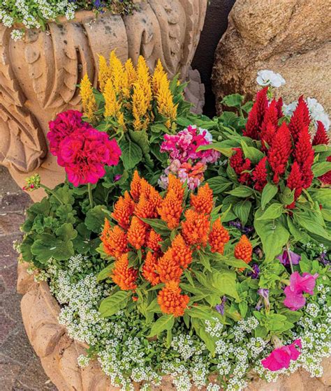 How To Plant Stunning Winter Pots Phoenix Home And Garden