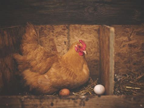 Pourquoi les poules pondent -elles toute lannée