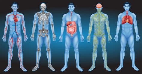 Did Scientists Really Just Discover A New Organ In The Human Body