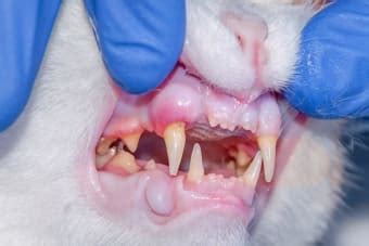 Gingivitis In Cats Signs Causes Treatment Austin Vets