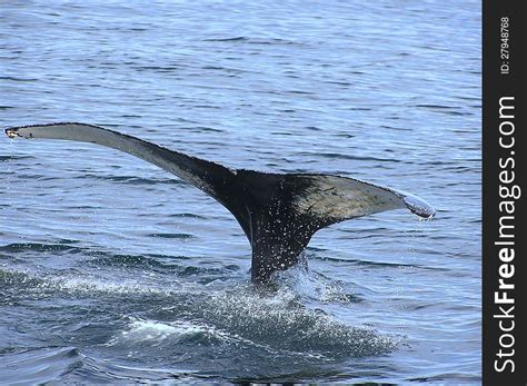 1 Humpback Whale Off Coast Massachusetts Bay Free Stock Photos
