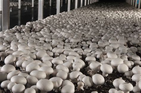 mushroom farming mak life producer company limited