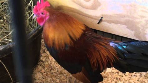 What color is a rooster. Banty rooster - YouTube