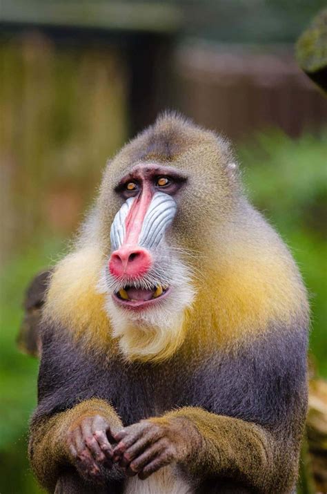 Jackfruit is the common name for the fruit artocarpus heterophyllus. 13 Different Types of Monkeys from Around the World