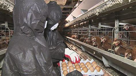 유통 불가 살충제 계란 13개 농가서 추가 검출