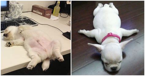 23 Pics Of Dogs Sleeping In Adorable Positions