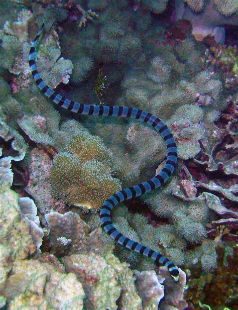 10 Fabulous Sea Snakes Facts Ocean Of Hope