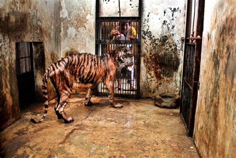 The Surabaya Zoo Is Known As The Zoo Of Death