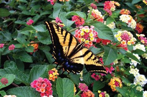 The 10 easiest vegetables to grow this spring. Plants That Attract Butterflies | Gardening | Pinterest