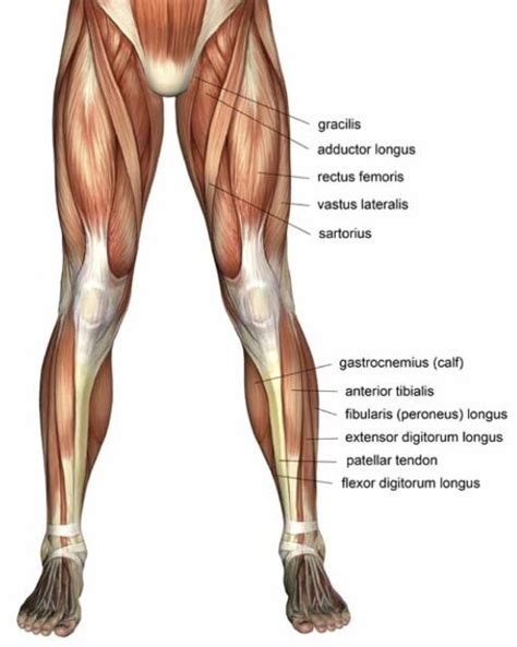Leg muscles, including the when the muscles are weak, stress or injury to the shoulder can result in damage to the muscles and tendons. Upper Leg And Lower Leg Muscle Anatomy