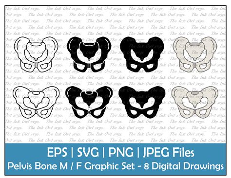 Pelvis Bone Male And Female Vector Clipart Set Outline And Etsy