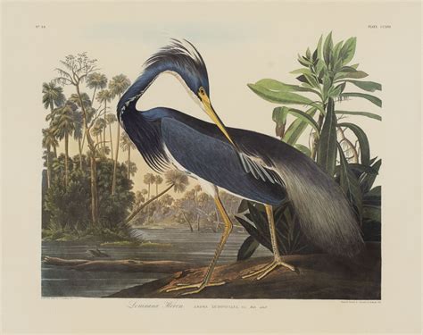 Lot John James Audubon Louisiana Heron