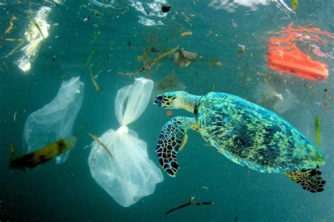 These Images Show The True Impact Of Plastics On Our Oceans