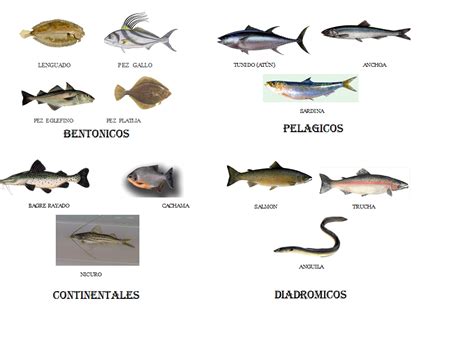 Gastronomia Y Sabor ClasificaciÓn Peces