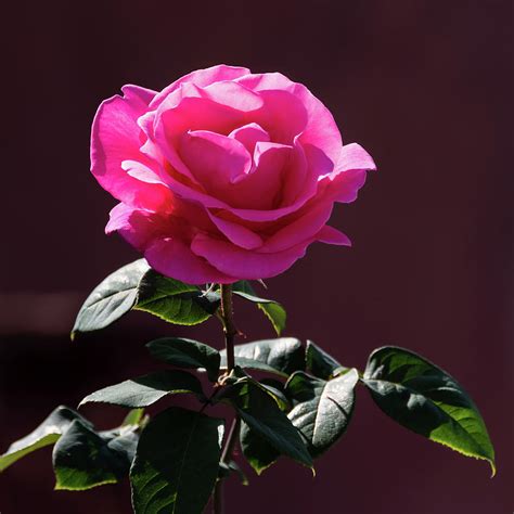 Single Hot Pink Rose Photograph By Robert Vanderwal Fine Art America