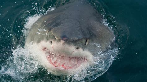 Los 10 Lugares Más Peligrosos Para Los Ataques De Tiburones