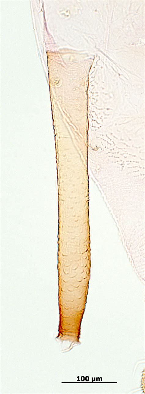 But these sturdy plants are not without problems. AphID - Myzus antirrhinii