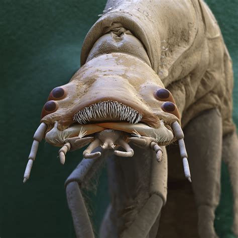 Micro-monsters: tiny but terrifying - Cosmos Magazine