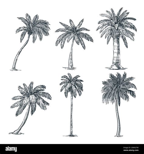 Tropical Coconut Palm Trees Set Isolated On White Background Vector