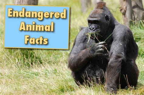 Amazing Facts About Animals With Pictures For Kids
