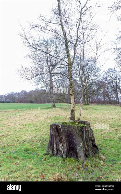 Tree Stump New Growth High Resolution Stock Photography And Images Alamy