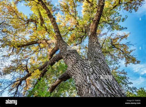 Giant Cottonwood Tree With Fall Foliage Native To Colorado Plains Also