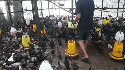 Maybe you would like to learn more about one of these? Ayam kampung umur 7 minggu pakan singkong berat 1 KG - YouTube