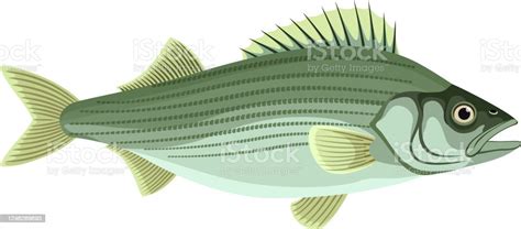 Vector Atlantic Striped Bass Isolated Stock Illustration Download