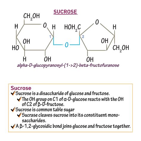 Biochemistry Glossary Disaccharides Draw It To Know It
