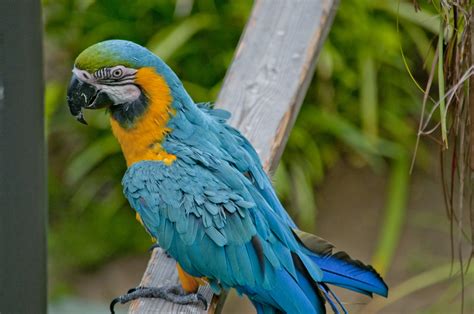 Macaw Free Stock Photo Public Domain Pictures