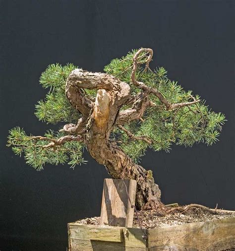 Walter Pall Bonsai Adventures More Work On Deadwood