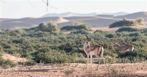 Dubai Wildlife 6 Nature Reserves To Witness Arabic Flora And Fauna